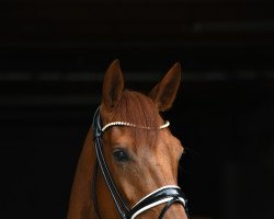 dressage horse Valea 9 (Hanoverian, 2016, from Veneno)