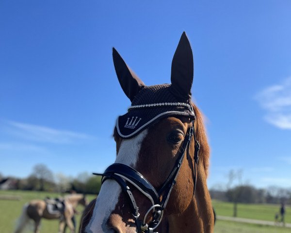 dressage horse Turbud Tiffy (Westphalian, 2014, from Turbud Tempo)