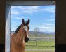 jumper Icy Eye (Oldenburg show jumper, 2011, from Canstakko)