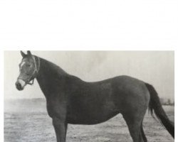 broodmare Bourtai xx (Thoroughbred, 1942, from Stimulus xx)