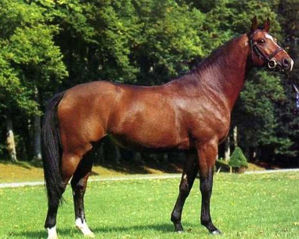 stallion Qyou De Longvaut (Selle Français, 1982, from I love you)