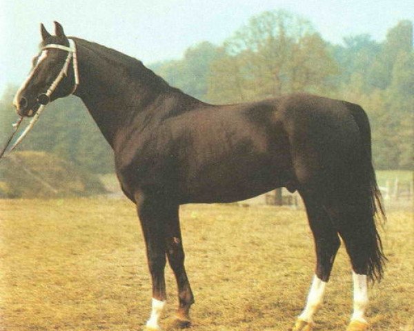 stallion Doron (Mecklenburg, 1975, from Disponent)