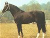 stallion Doron (Mecklenburg, 1975, from Disponent)