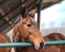 broodmare Larina (Westphalian, 2002, from Larenco)