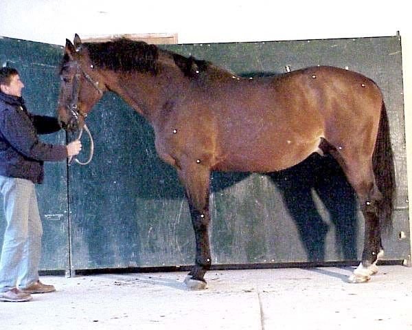 Pferd Emir Platiere (Selle Français, 1992, von Papillon Rouge)