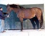 stallion Emir Platiere (Selle Français, 1992, from Papillon Rouge)