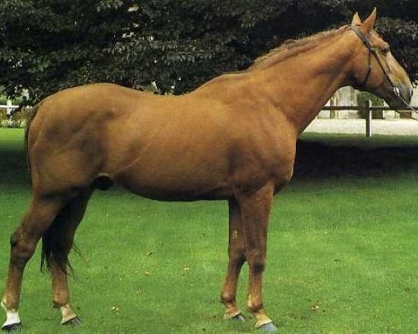 stallion Diableur (Selle Français, 1969, from Uriel)