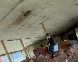 jumper Lanarc (German Sport Horse, 2003, from Lafitte)