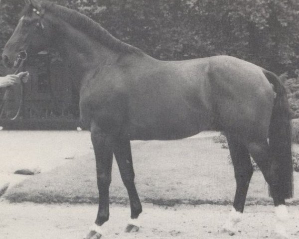 stallion Referent (Westphalian, 1977, from Remus I)