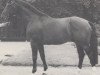 stallion Referent (Westphalian, 1977, from Remus I)