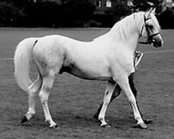 stallion Naseel ox (Arabian thoroughbred, 1936, from Raftan 1928 ox)