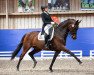 dressage horse Feline 133 (Hanoverian, 2012, from Fürstenball)