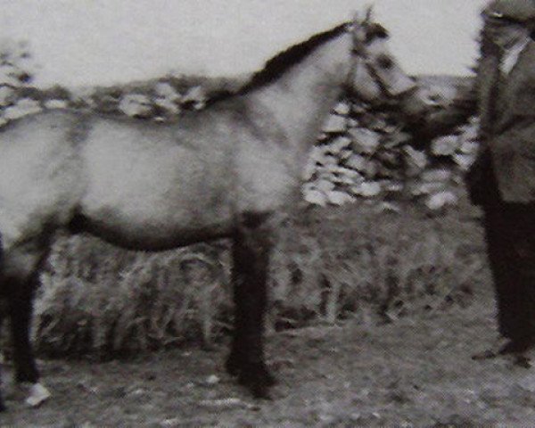 stallion Clonkeehan Auratum (Connemara Pony, 1954, from Naseel ox)