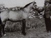 stallion Clonkeehan Auratum (Connemara Pony, 1954, from Naseel ox)