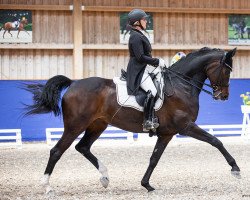 dressage horse Salida de La Luna (Hanoverian, 2010, from Soliman)