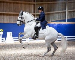 Dressurpferd Incrivel (Lusitano, 2013, von Pioneiro)