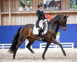 dressage horse DSP Dun Dee (Württemberger, 2013, from Dimaggio)