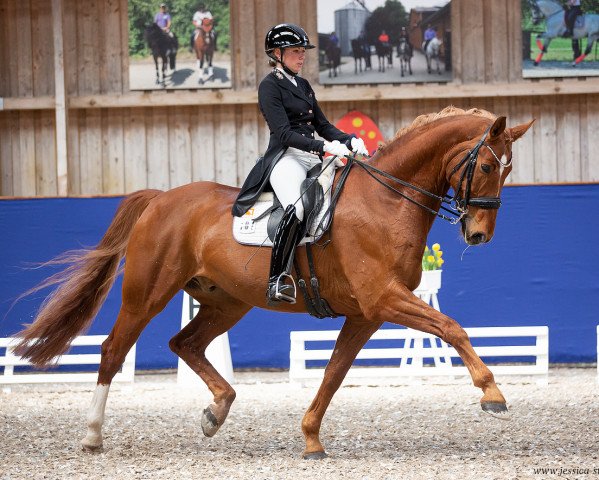 dressage horse DSP Belcanto (Bavarian, 2013, from Belissimo NRW)