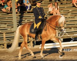 stallion Amerigo (Haflinger, 2010, from Alphonso)