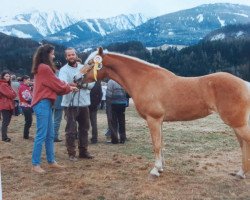 Zuchtstute Iris (Haflinger, 1992, von 1542 Waldfalk)