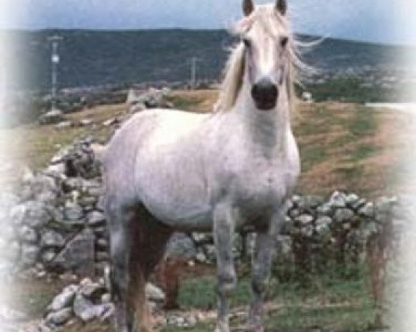 Deckhengst Abbeyleix Owen (Connemara-Pony, 1971, von Kimble)