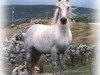 stallion Abbeyleix Owen (Connemara Pony, 1971, from Kimble)