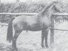stallion Frühlingswald (Westphalian, 1970, from Frühlingstraum I)