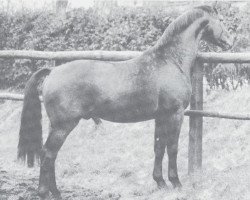 stallion Frühlingswald (Westphalian, 1970, from Frühlingstraum I)