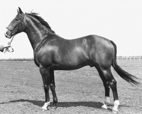 stallion Important (Holsteiner, 1967, from Thuswin xx)