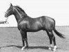 stallion Important (Holsteiner, 1967, from Thuswin xx)
