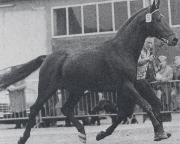 stallion Odysseus (Hanoverian, 1970, from Orbis xx)