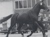 stallion Odysseus (Hanoverian, 1970, from Orbis xx)