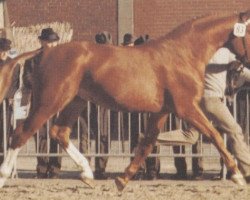 stallion Melchior (Hanoverian, 1970, from Monaco)