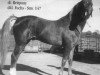 stallion Galant (German Riding Pony, 1977, from Downland Chevalier)