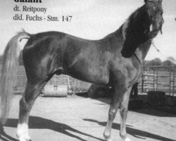 stallion Galant (German Riding Pony, 1977, from Downland Chevalier)