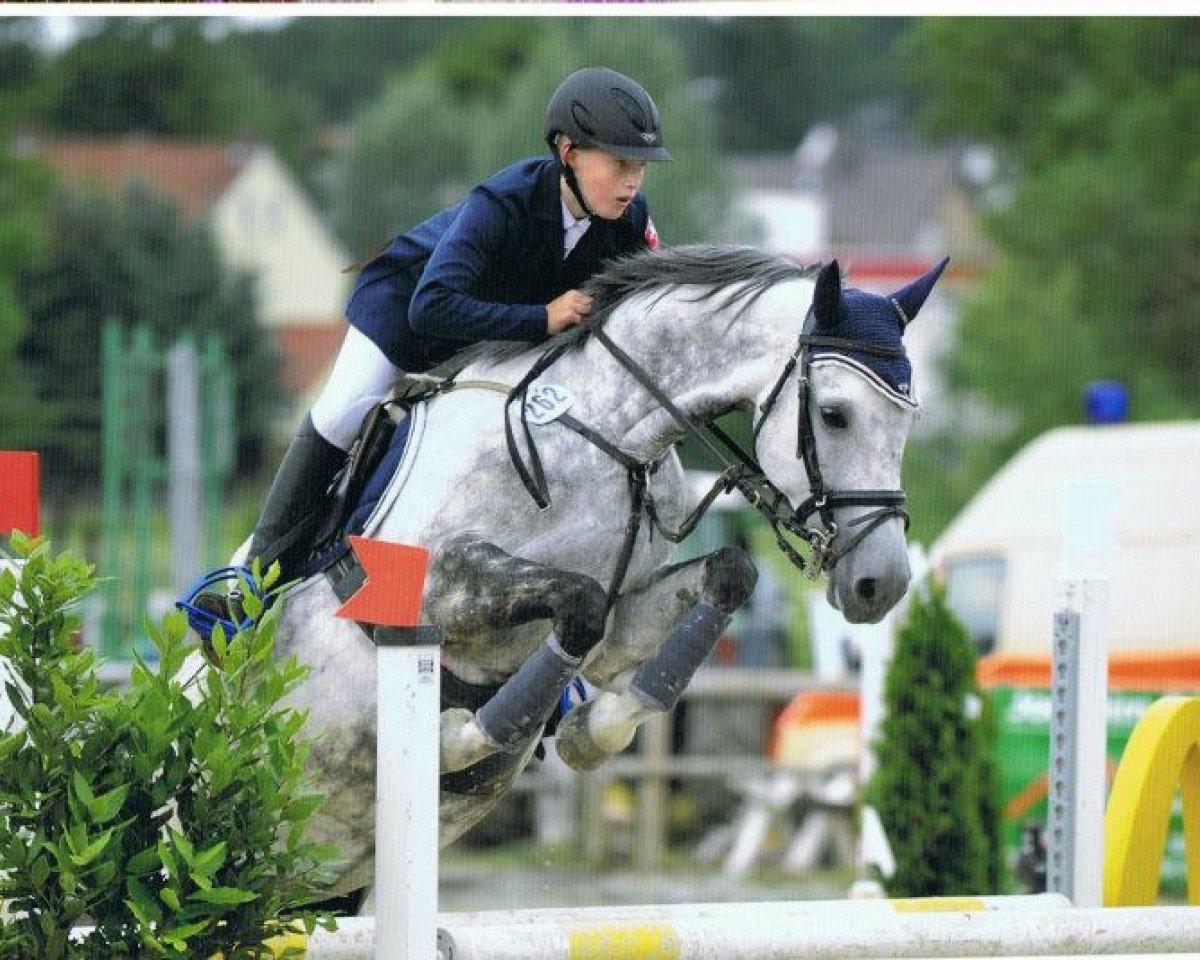 Springpferd Couleur Argent (Zangersheide Reitpferd, 2002, von Chellano Z)