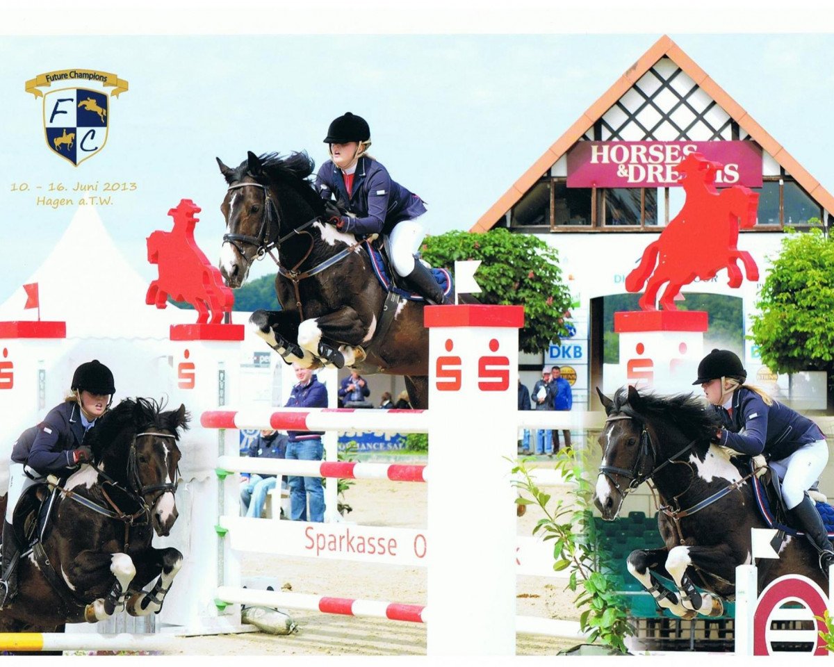 stallion Syltwind 2 (German Warmblood, 2000, from Samenco II K)