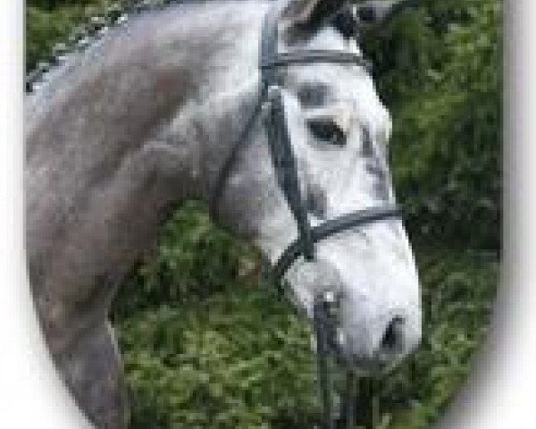 stallion Dutch Jumper (KWPN (Royal Dutch Sporthorse), 2008, from Lucky Boy)