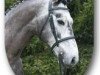 stallion Dutch Jumper (KWPN (Royal Dutch Sporthorse), 2008, from Lucky Boy)