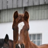 Dressurpferd Diva Rouge (Deutsches Sportpferd, 2020, von Baron)