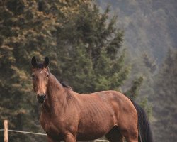 broodmare Daisy (Bavarian, 2002, from Quartier Latin)