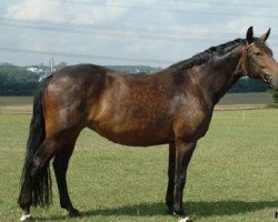 broodmare Ajour (Westphalian, 1999, from Arpeggio)