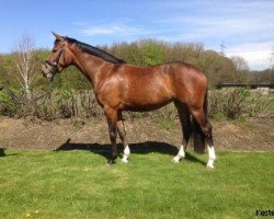 dressage horse Luxusmädchen K (Westphalian, 2010, from Laureus NRW)