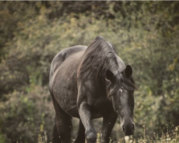 Springpferd Amora 25 (Trakehner, 2006, von Heops)