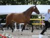 broodmare Coco Chanel K (Westphalian, 2009, from Coronas 2)