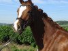 dressage horse Faszinata K (Westphalian, 2008, from Fürst Grandios)