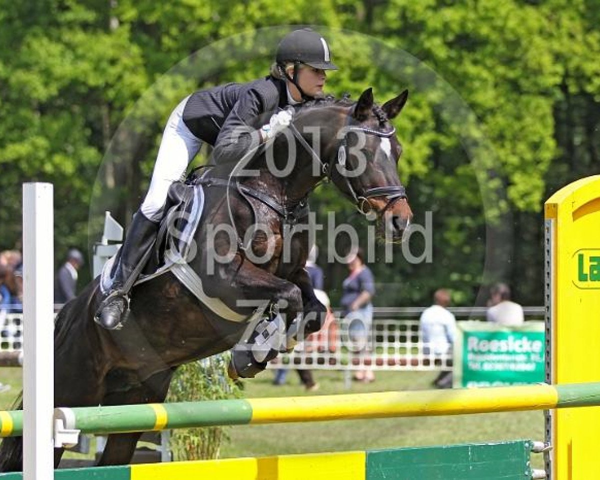 broodmare Virginia 127 (German Riding Pony, 2000, from Van Gogh R)