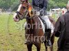 dressage horse Conroy 13 (German Riding Pony, 2005, from Constantin)