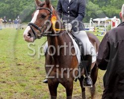 dressage horse Conroy 13 (German Riding Pony, 2005, from Constantin)