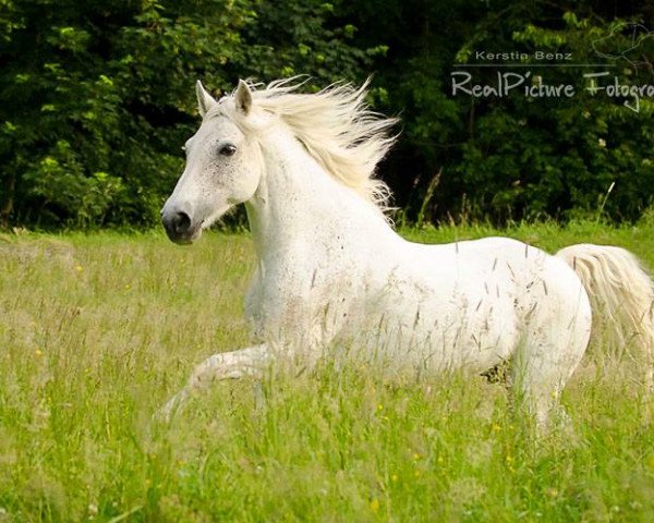 Zuchtstute Ballinclea Princess (Connemara-Pony, 2003, von Glencarrig Prince)